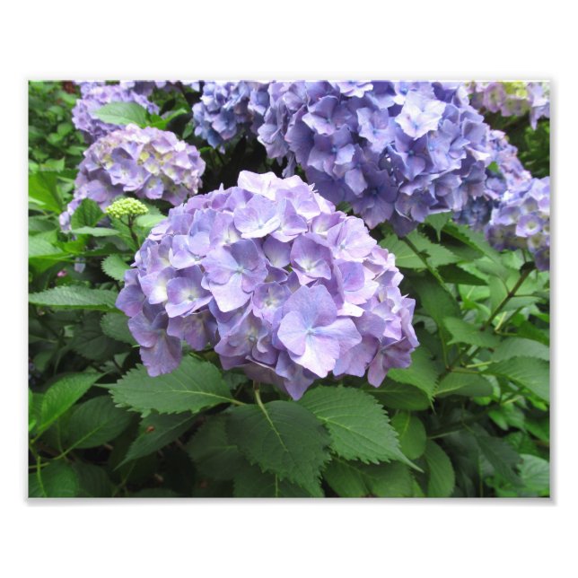 Foto Hydrangeas en los jardines de Trebah, Cornwall (Frente)