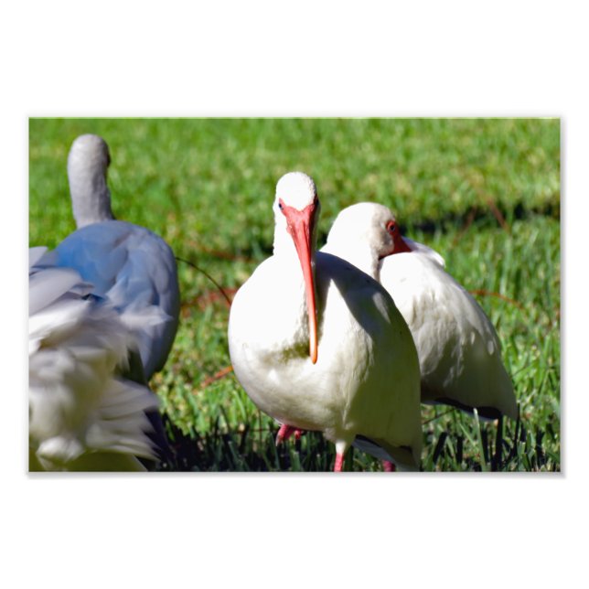 Foto Ibis blanco americano (Frente)