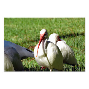 Foto Ibis blanco americano