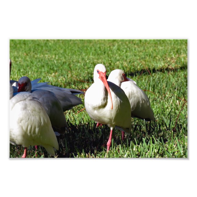 Foto Ibis blanco americano (Frente)