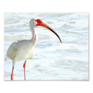Foto Ibis blanco en la playa