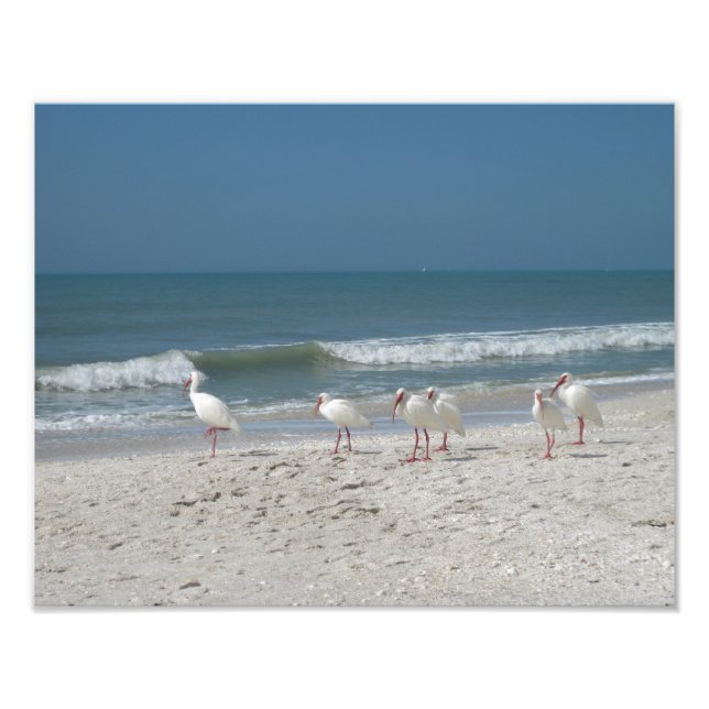 Foto Ibis de playa (Frente)