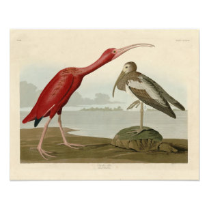 Foto Ibis escarlata - de Aves de América de Audubon Pho