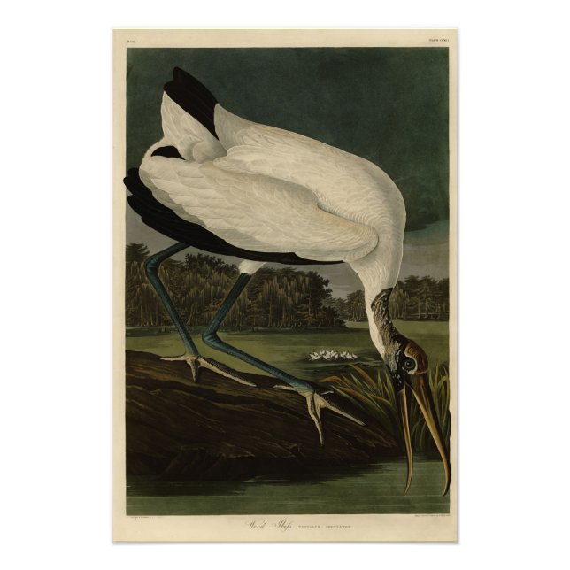 Foto Ibis, Stork: Aves Audubon de América (Frente)