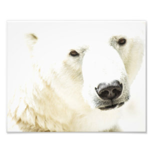 Foto Icy stare de un oso polar