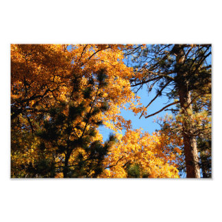 Foto Idyllwild - Pine Cove