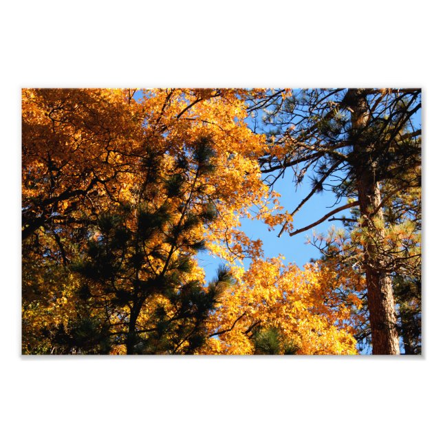 Foto Idyllwild - Pine Cove (Frente)