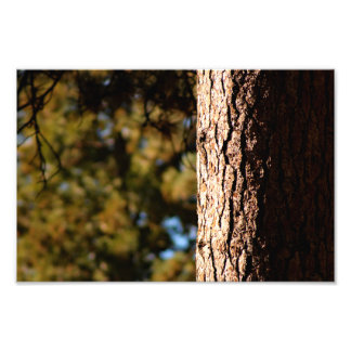 Foto Idyllwild - Pine Cove
