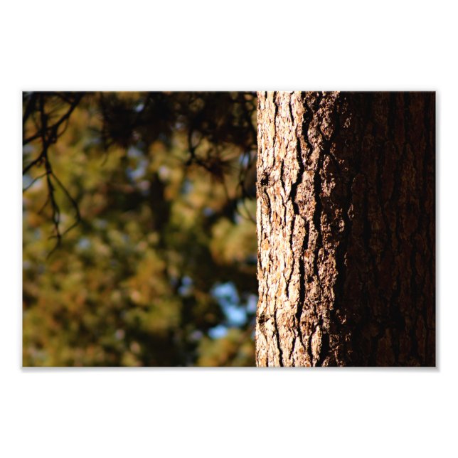 Foto Idyllwild - Pine Cove (Frente)