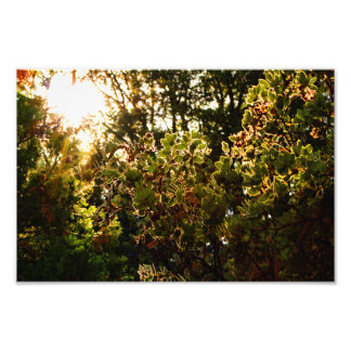 Foto Idyllwild - Pine Cove