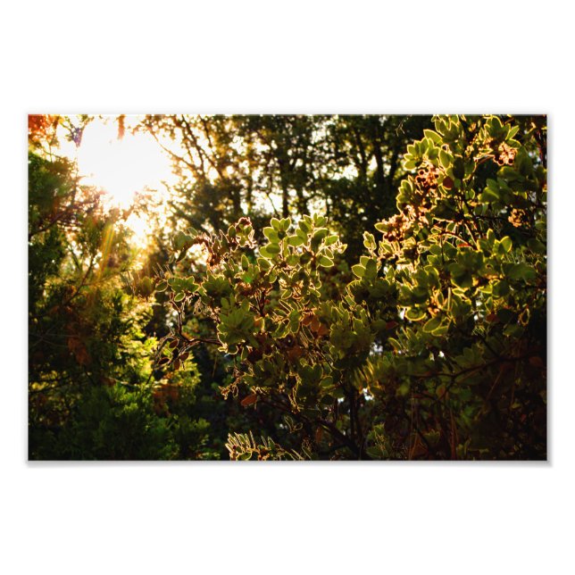 Foto Idyllwild - Pine Cove (Frente)