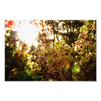 Foto Idyllwild - Pine Cove