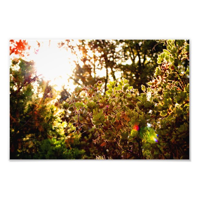Foto Idyllwild - Pine Cove (Frente)