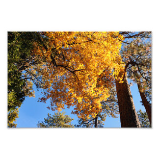 Foto Idyllwild - Pine Cove