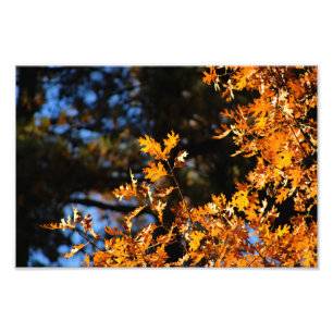 Foto Idyllwild - Pine Cove