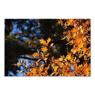 Foto Idyllwild - Pine Cove