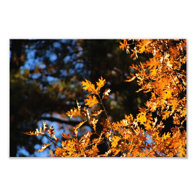 Foto Idyllwild - Pine Cove (Frente)