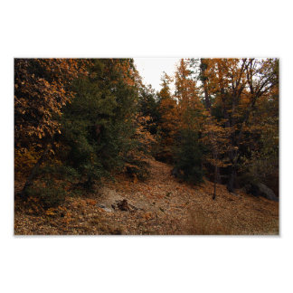 Foto Idyllwild - Pine Cove
