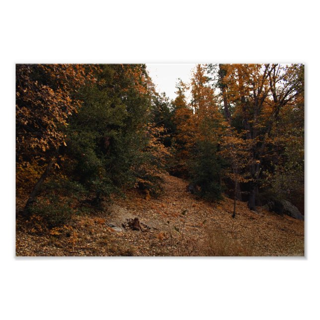 Foto Idyllwild - Pine Cove (Frente)