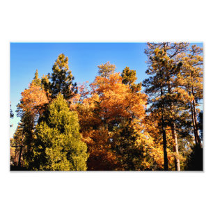 Foto Idyllwild - Pine Cove