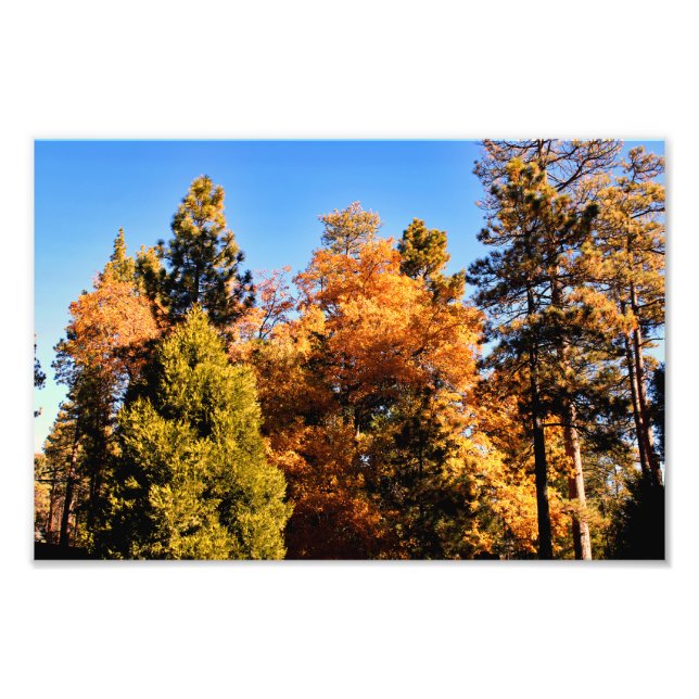 Foto Idyllwild - Pine Cove (Frente)