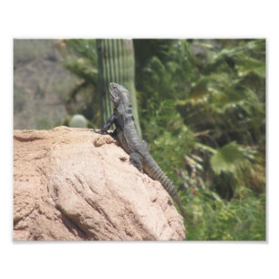 Foto iguana Espinoso-atada
