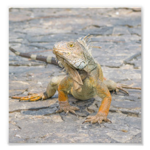 Foto Iguana joven