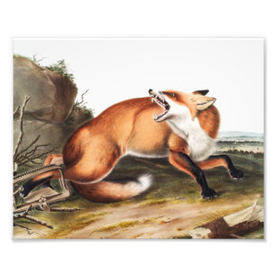 Foto Ilustracion americano de Fox Roja (Vulpes Fulvus)