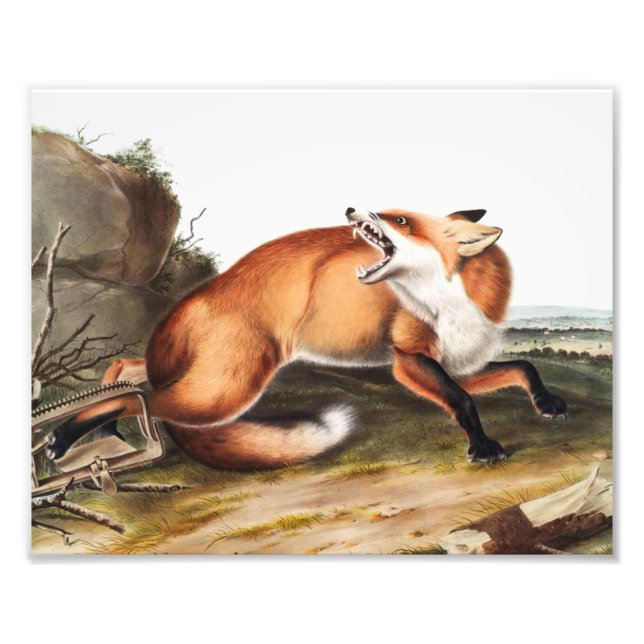 Foto Ilustracion americano de Fox Roja (Vulpes Fulvus) (Frente)