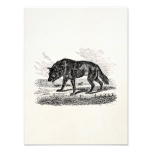 Foto Ilustracion americano de los lobos de los 1800s