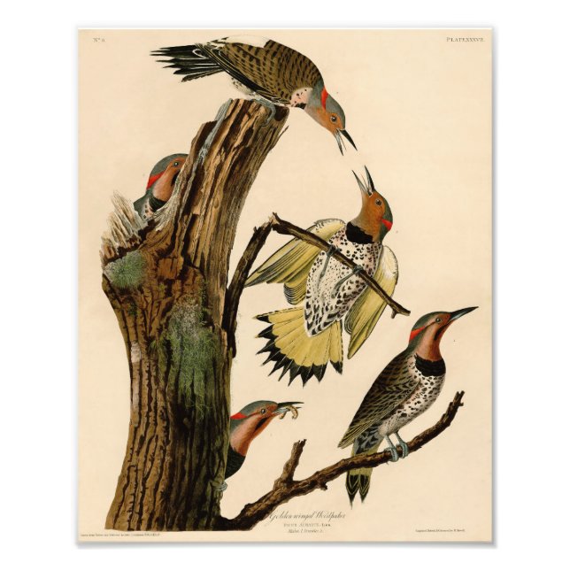 Foto Ilustracion Audubon (Frente)