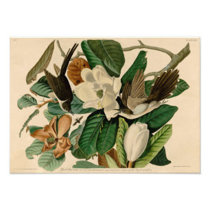 Foto Ilustracion audubon negro negro alicatado
