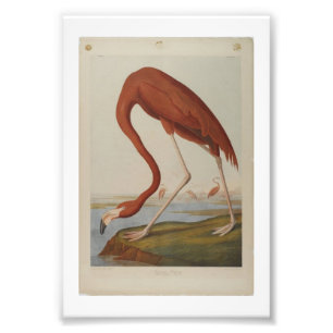 Foto Ilustracion Audubon Vintage Flamingo