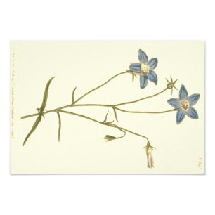 Foto Ilustración azul de campanilla esbelta
