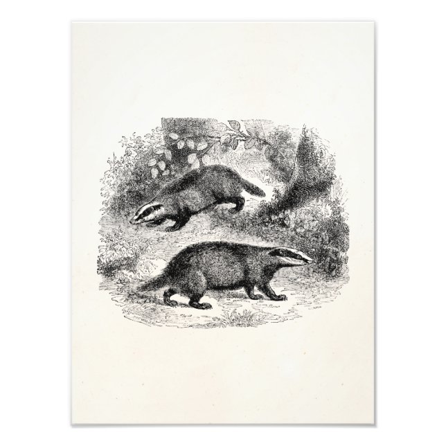 Foto Ilustracion Badgers de la época de 1800 (Frente)