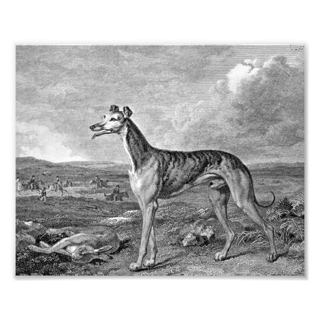 Foto Ilustracion blanco y negro de Greyhound (Frente)