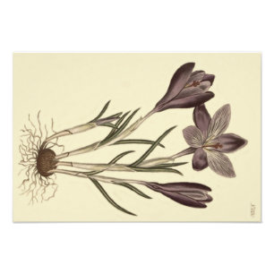 Foto Ilustración botánica de crocus primaveral púrpura