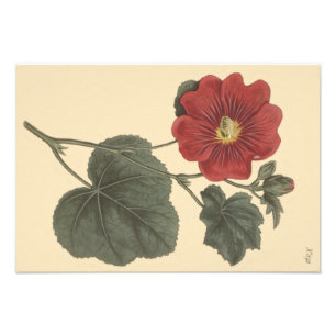 Foto Ilustración Botánica de Malva Real de Seringapatam