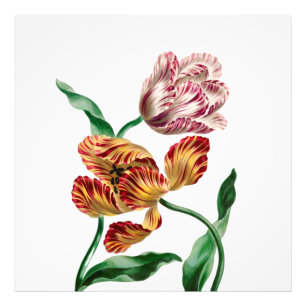 Foto Ilustración Botánica de Tulipán Antiguo