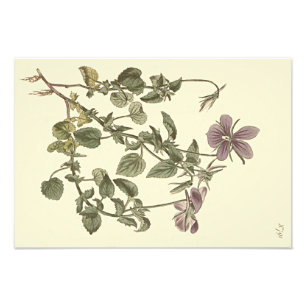 Foto Ilustración botánica de violeta cornuda