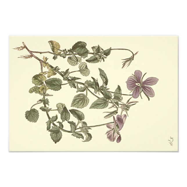 Foto Ilustración botánica de violeta cornuda (Frente)