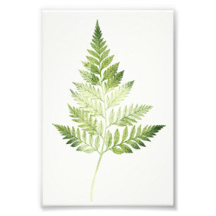 Foto Ilustracion botánico del Fern Verde minimalista