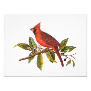 Foto Ilustracion cardinal del pájaro de la canción de