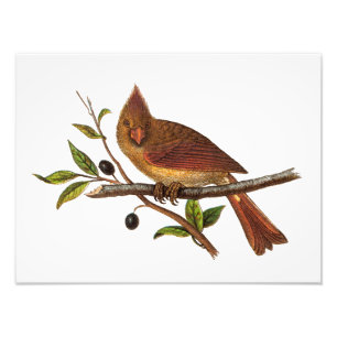 Foto Ilustracion cardinal del pájaro de la canción de