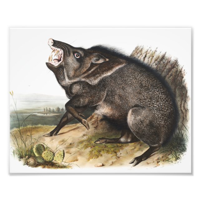 Foto Ilustracion Collared Peccary Dycoteles torquatus (Frente)