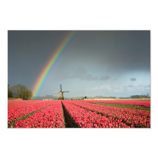 Foto Ilustración de arcoiris, tulipanes y molinos de vi (Frente)