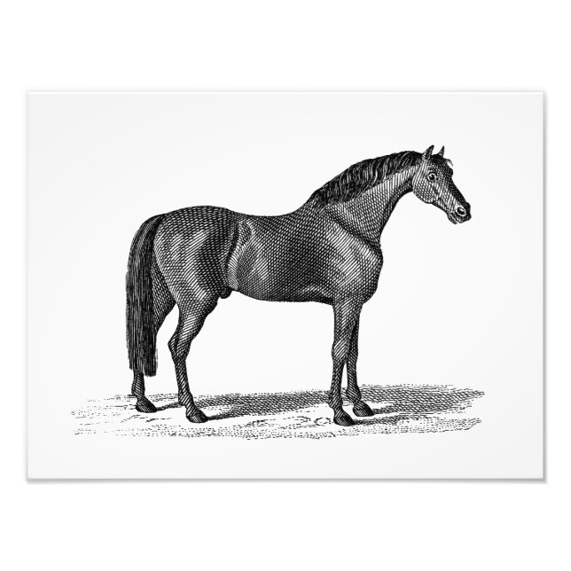 Foto Ilustracion de caballos árabes de la época de 1800 (Frente)