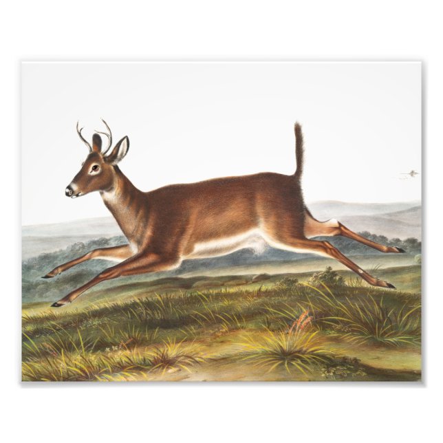 Foto Ilustracion de Cervus leucurus de cola larga (Frente)