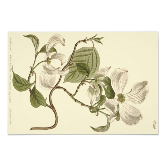 Foto Ilustracion de flores de dogwood blancas (Frente)