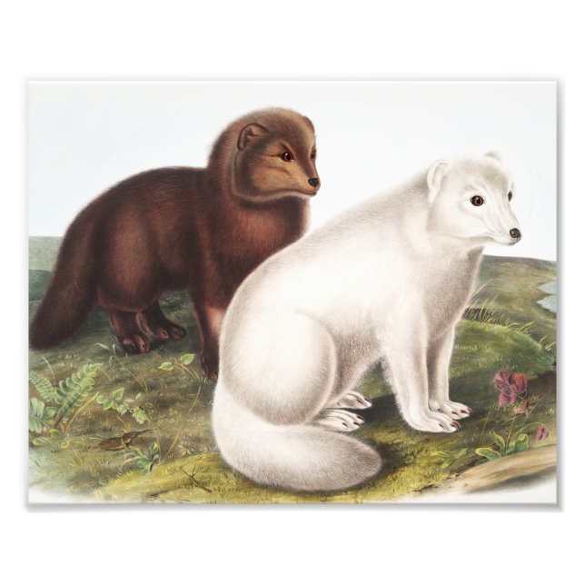 Foto Ilustracion de Fox Ártica (Vulpes Lagopus) (Frente)